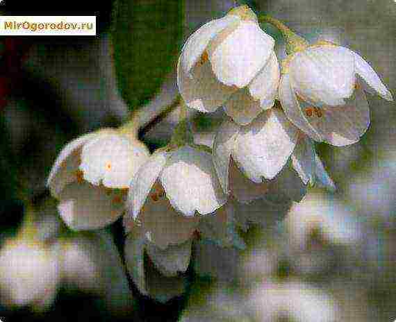 the best varieties of jasmine