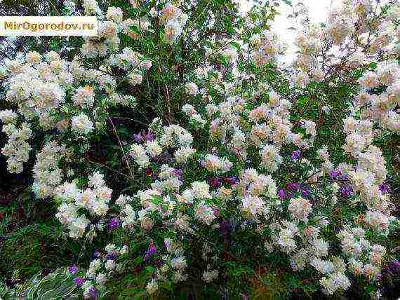 the best varieties of jasmine