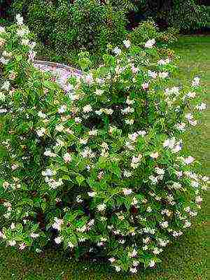 the best varieties of jasmine