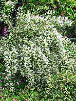 the best varieties of jasmine