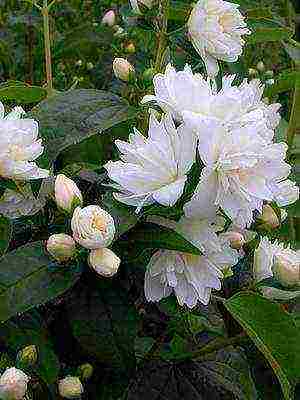 the best varieties of jasmine
