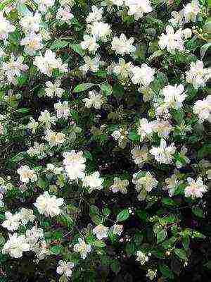 the best varieties of jasmine