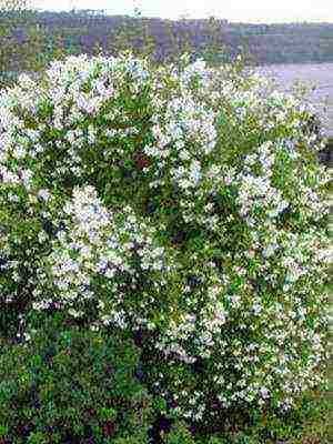 the best varieties of jasmine