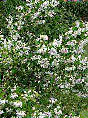 the best varieties of jasmine