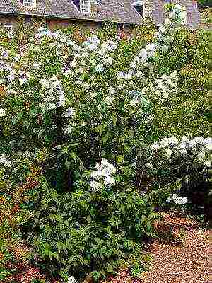 the best varieties of jasmine