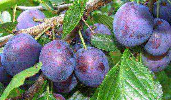 The best varieties of yellow plums and their description