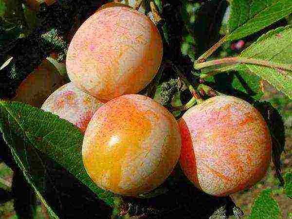 The best varieties of yellow plums and their description
