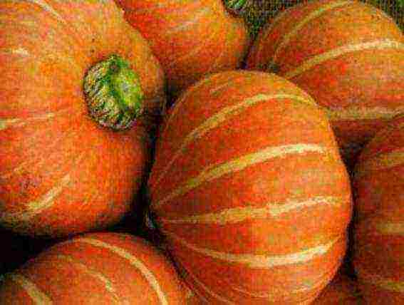 best pumpkin varieties