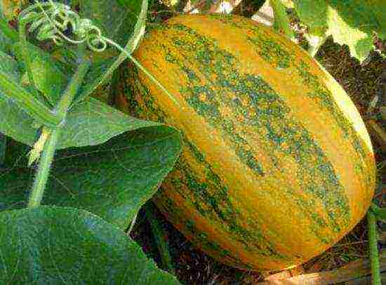 best pumpkin varieties