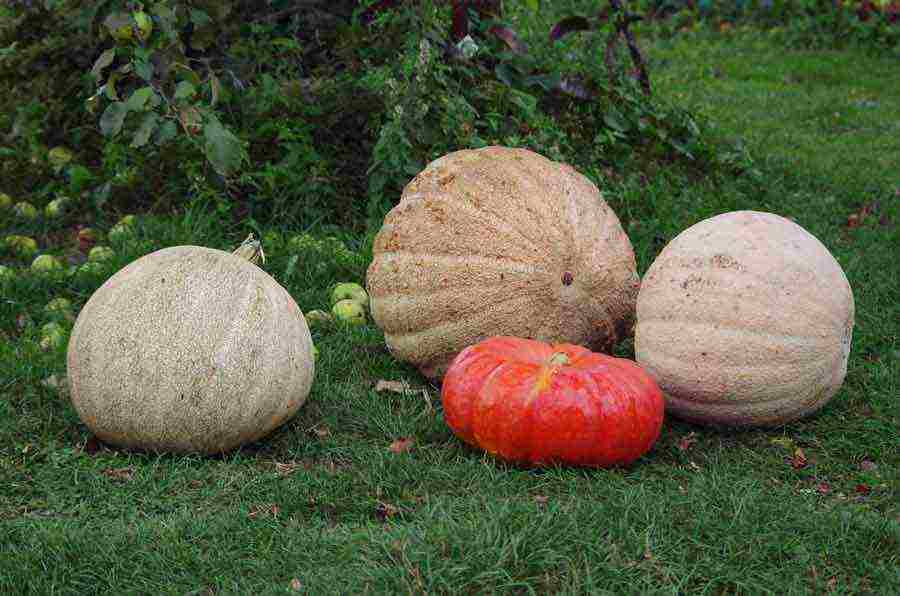 best pumpkin varieties