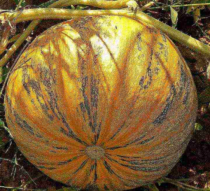 best pumpkin varieties