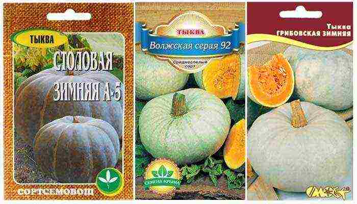 best pumpkin varieties