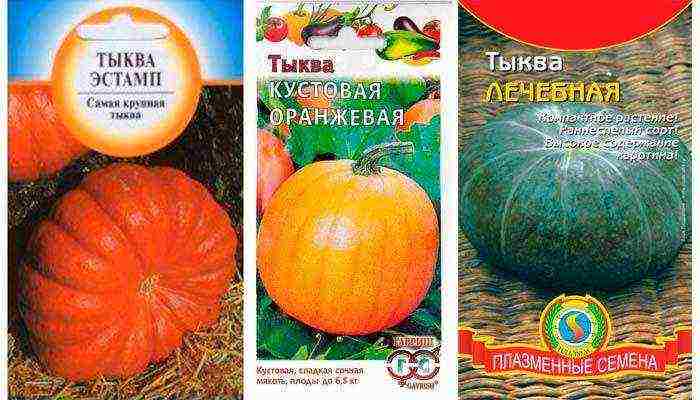 best pumpkin varieties