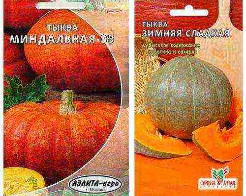 best pumpkin varieties