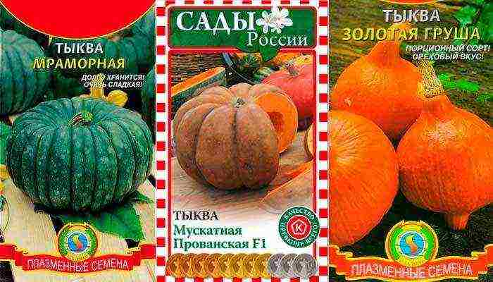 best pumpkin varieties