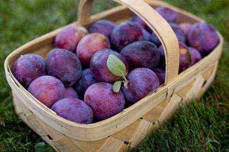 best plum variety