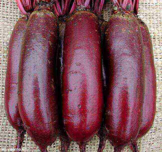 the best variety of beets