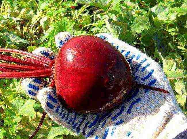 the best variety of beets