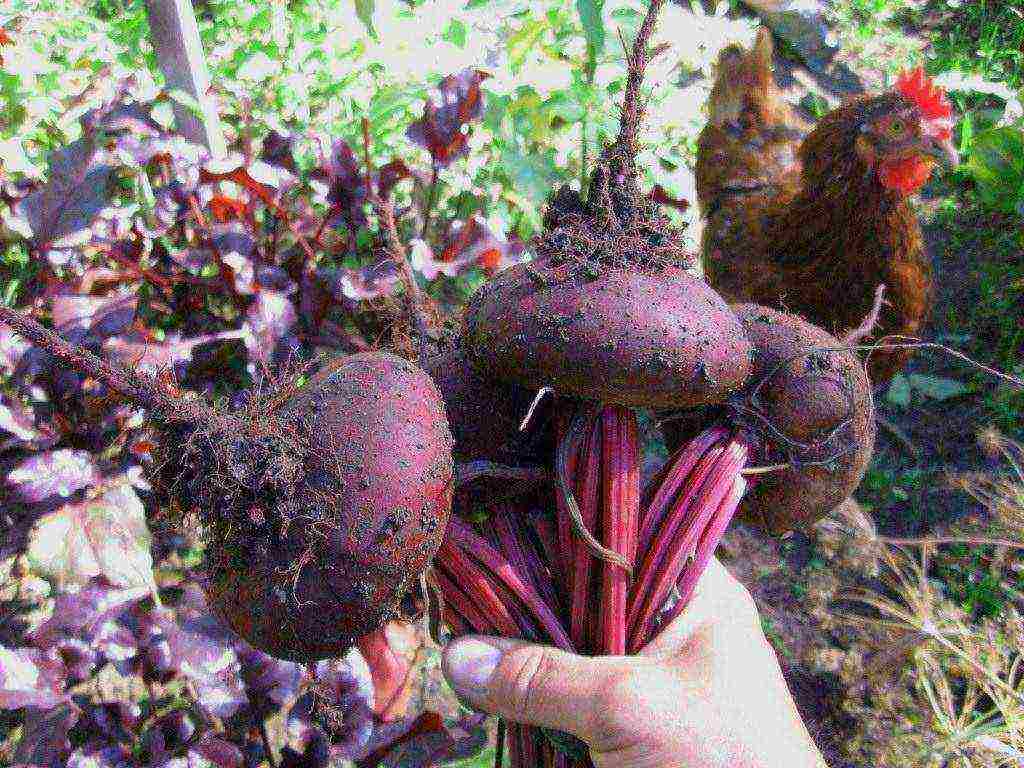 the best variety of beets