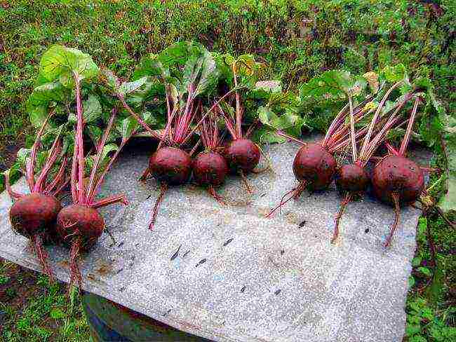 the best variety of beets