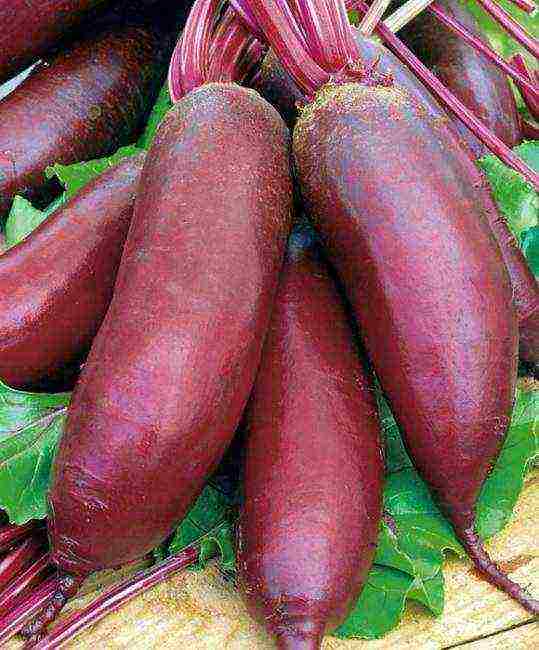the best variety of beets