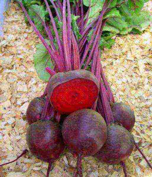 the best variety of beets