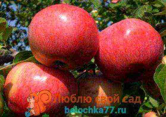 best apple variety