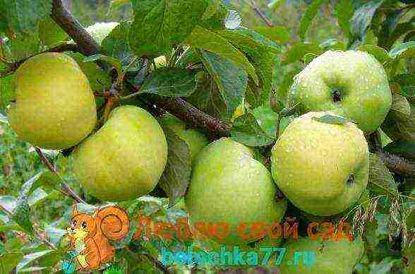 best apple variety