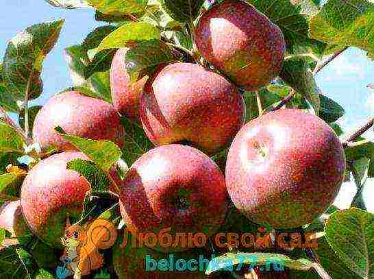 best apple variety