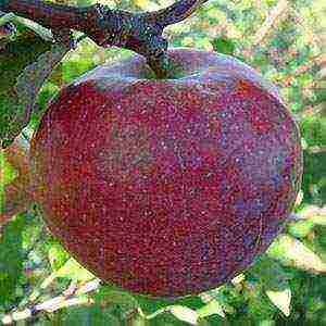 best apple variety