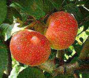 best apple variety