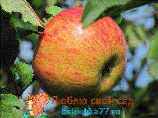 best apple variety