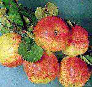 best apple variety