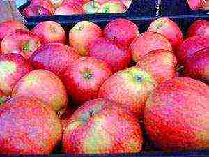 best apple variety