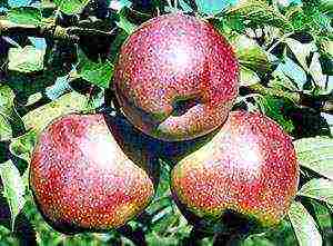 best apple variety