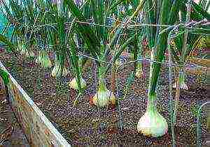 onion sets planting and care in the open field top dressing