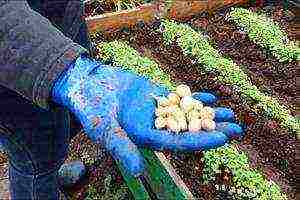 onion sets planting and care in the open field top dressing