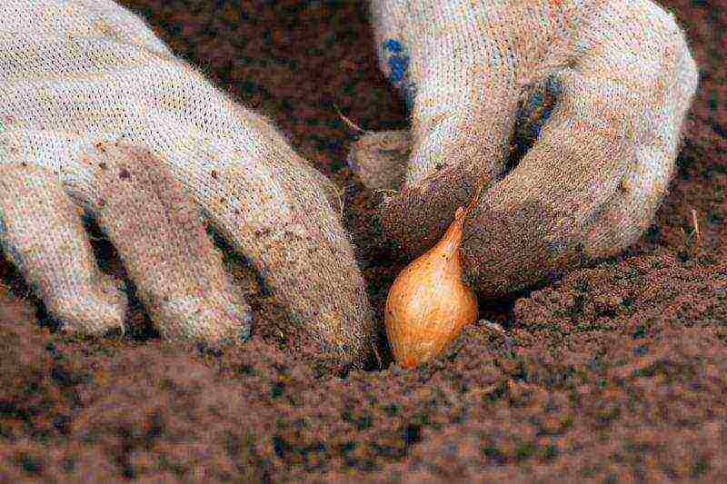 onion sets planting and care in the open field top dressing