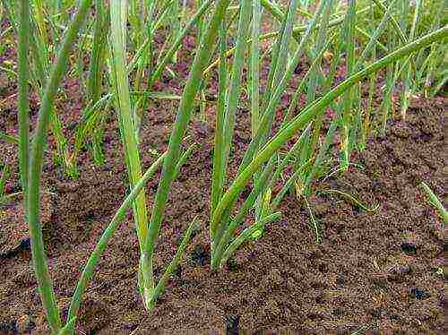 onion sets planting and care in the open field top dressing