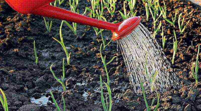 onion sets planting and care in the open field top dressing