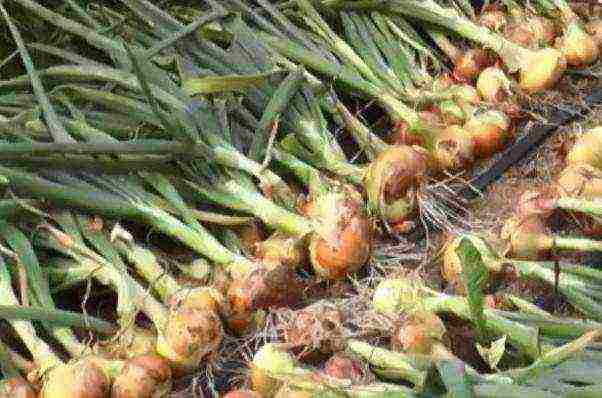 onion sets planting and care in the open field top dressing