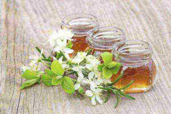 Healing acacia honey