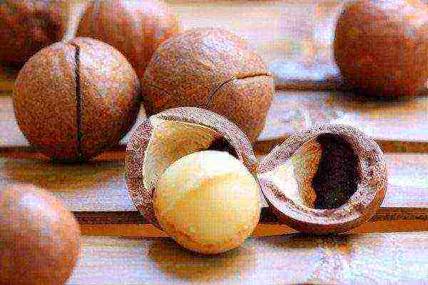 Macadamia nuts are highly prized for their medicinal properties