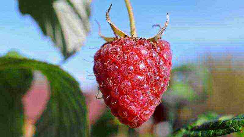 raspberry imperial planting and care in the open field for beginners