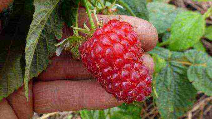 raspberry imperial planting and care in the open field for beginners