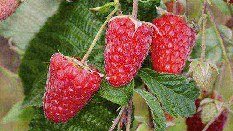 raspberry imperial planting and care in the open field for beginners