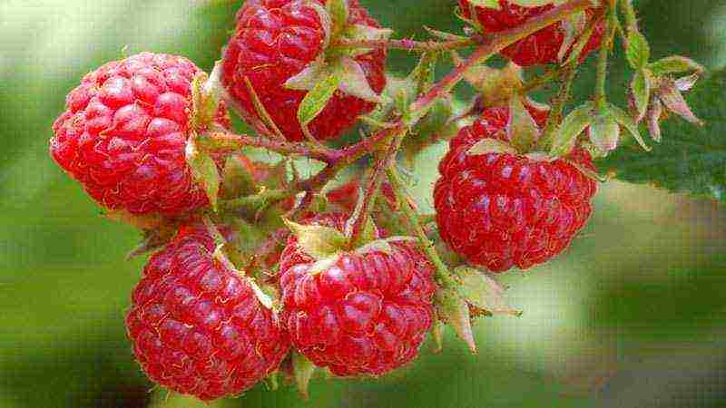 raspberry imperial planting and care in the open field for beginners