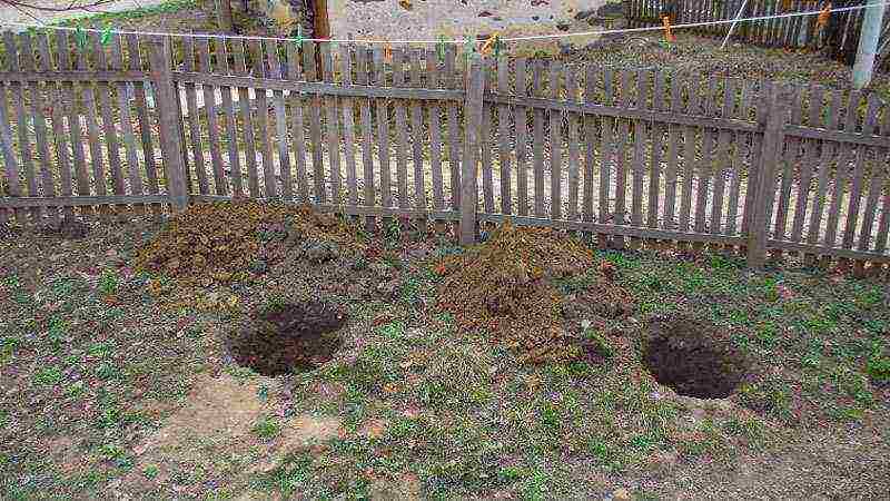 raspberry imperial planting and care in the open field for beginners