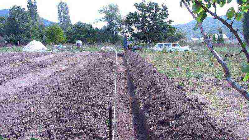 raspberry imperial planting and care in the open field for beginners