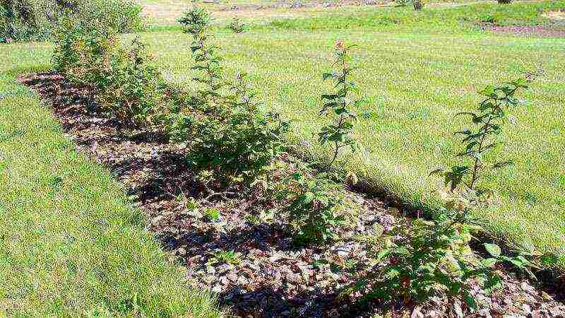 raspberry imperial planting and care in the open field for beginners